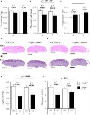 Peg3 Deficiency Results in Sexually Dimorphic Losses and Gains in the Normal Repertoire of Placental Hormones